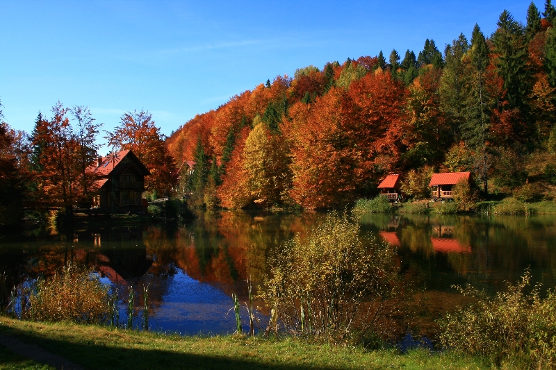 Osinʹ v karpatakh